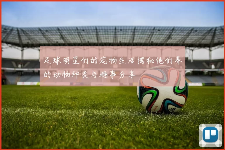 足球明星们的宠物生活揭秘他们养的动物种类与趣事分享